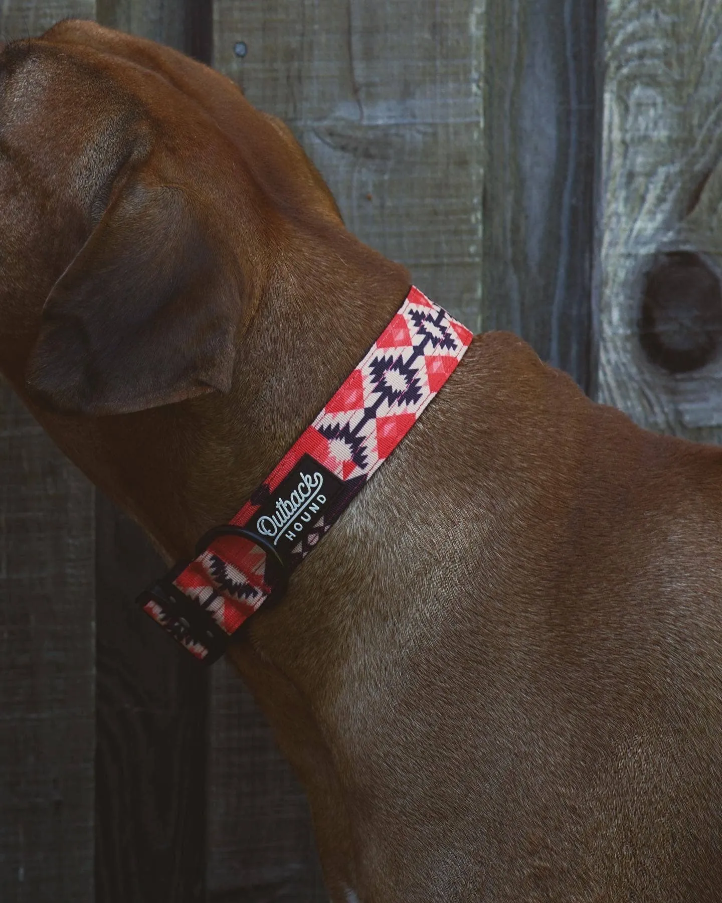Aztec Trail Hound Dog Collar