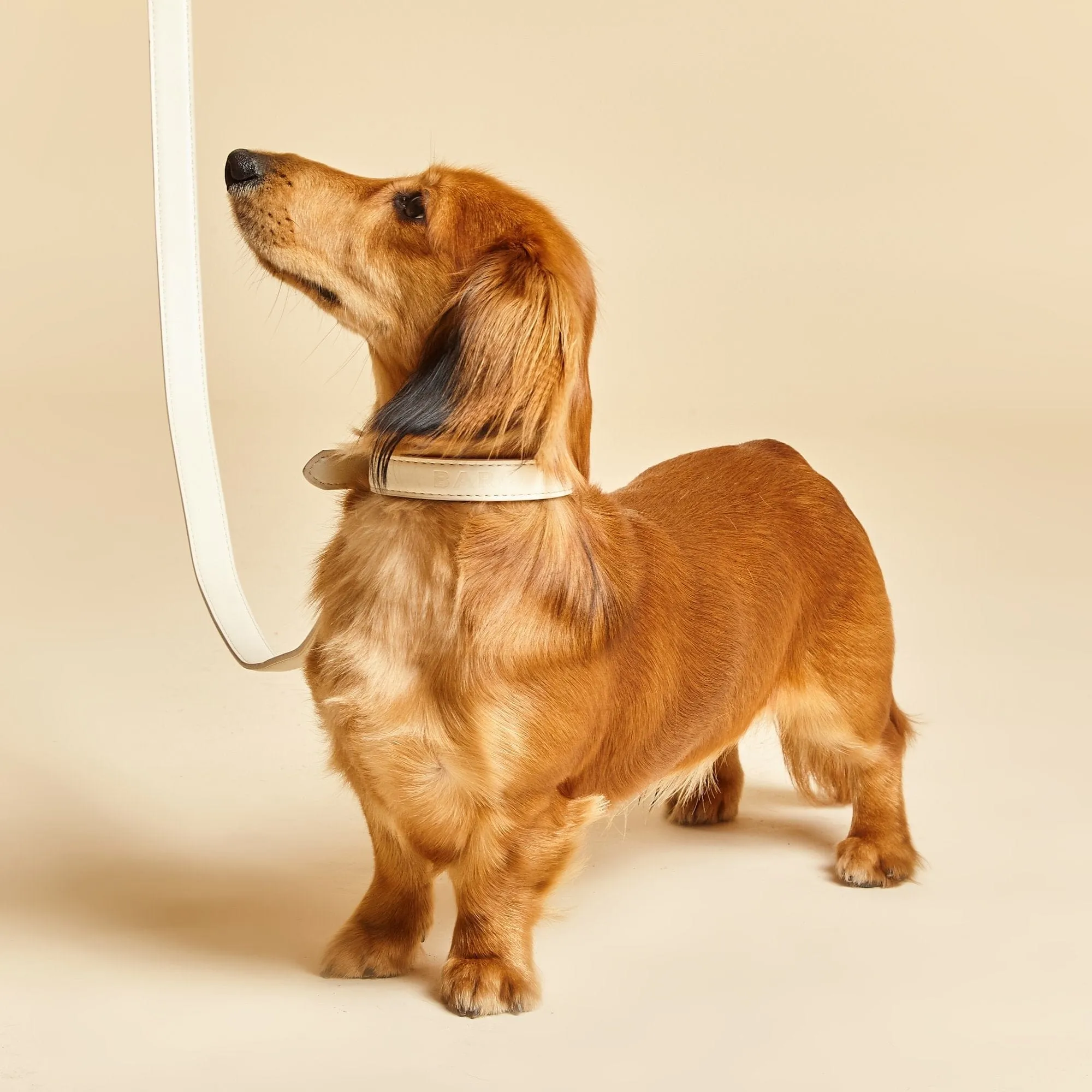 City Vegan Leather Dog Collar | Light Ivory