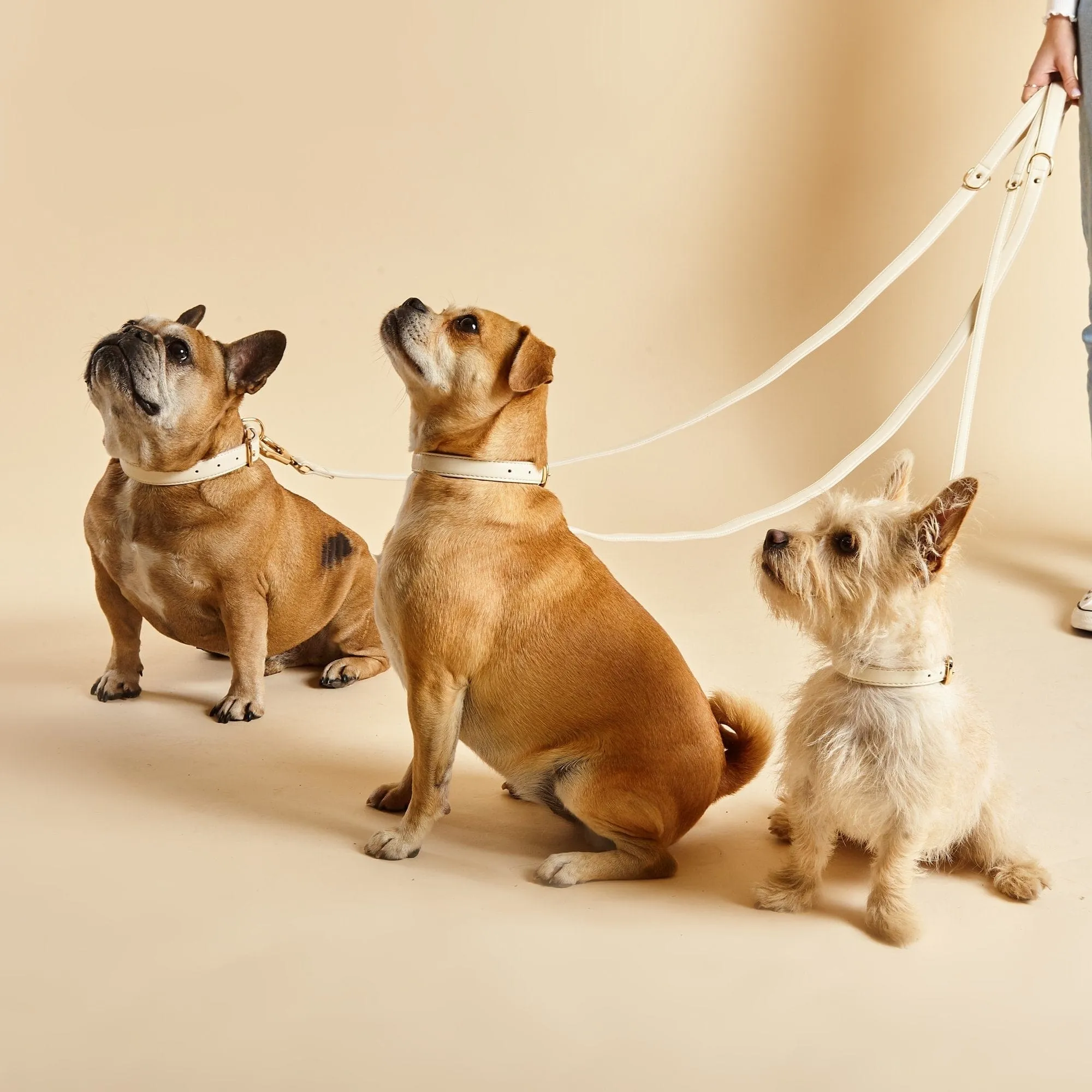 City Vegan Leather Dog Collar | Light Ivory