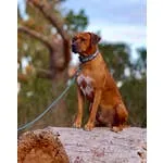 Orange Mountain Trail Hound Collar