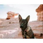 Purple Mountain Trail Hound Collar