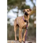 Purple Mountain Trail Hound Collar